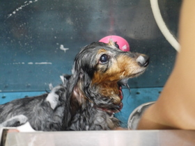 Dog-shampoo-1