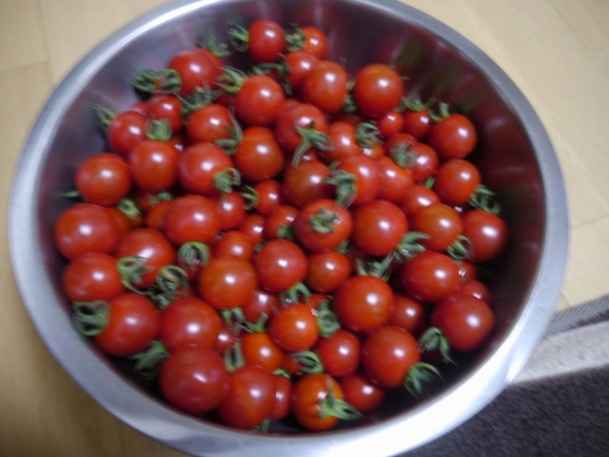 tomato01.jpg
