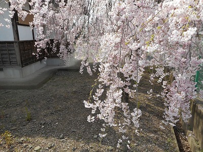 枝垂れ桜（H30,4,3)