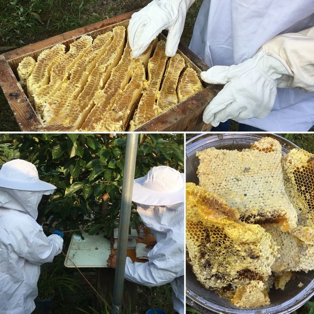 日本蜜蜂のはちみつ採取
