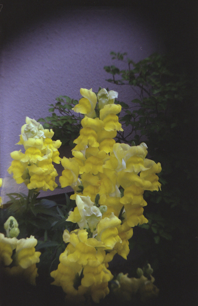 爽やかに黄色い花