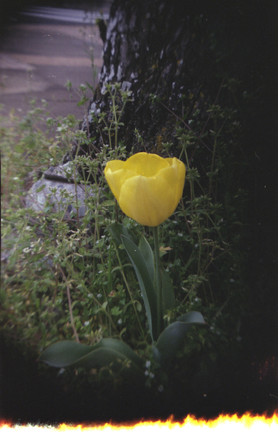 道端の花　一輪の黄色い花