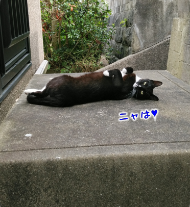 猫⑥（2018-09-05）