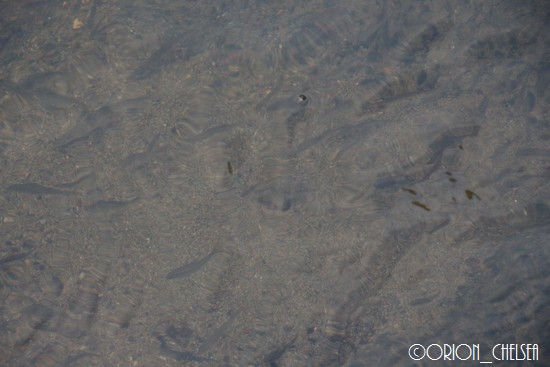 加茂川の中を泳ぐ魚