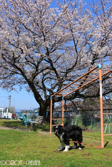 オリオン最後の桜の木の下で