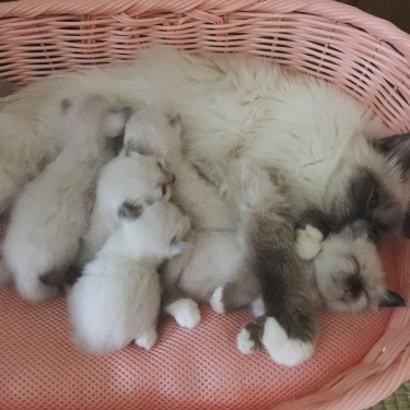 幸運を運ぶ🐱バーマン子猫 誕生