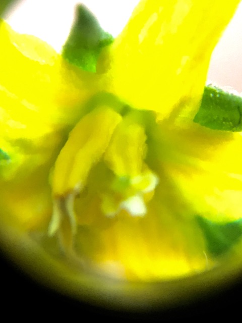 ミニトマトの花をuv光で観察 スーザン小林の浦島日記