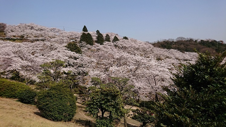 種松山桜