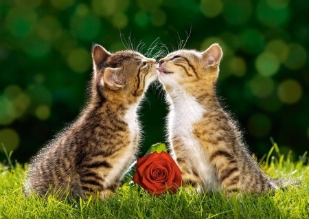 可愛くキスする猫