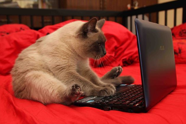 パソコン画面を見てトレードする猫