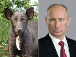 プーチンと山羊が完全に一致