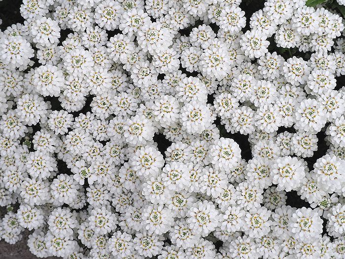 012白い花.jpg